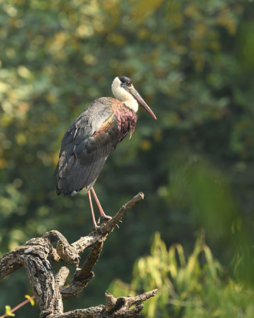 Bird Watching